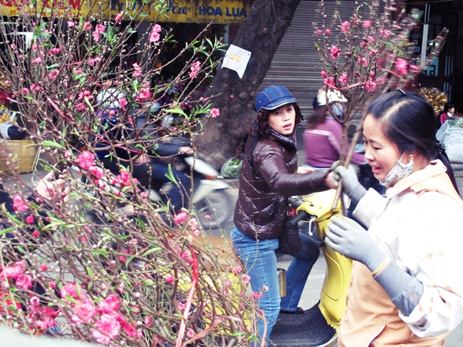 Hanoians early enjoy peach blossoms